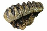 Fossil Stegodon Molar With Roots - Indonesia #148070-1